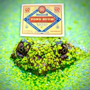 Pond Scum Witchy Sorceress Supreme Potion B0ttle Label Sticker Occult Magic NEW